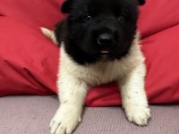 Show kalite Amerikan Akita yavruları