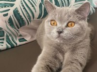 Safkan British Shorthair 1 Yaşında