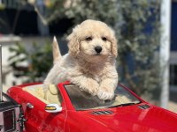 MİNİ F1 MALTİPOO YAVRULARIMIZ