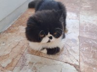 KENDİ YAVRULARIMIZ Exotic Shorthair