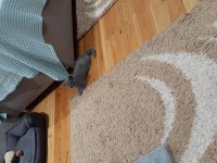 Scottish Fold Yavru Erkek Kedimiz