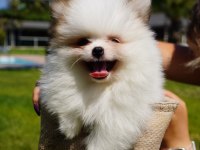 Çiftlikten Pomeranian Yavruları