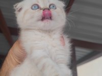Scottish fold kedimiz