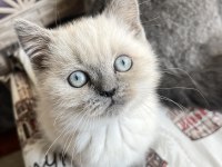 SAFKAN BLUE POİNT 2.5 AYLIK DİŞİ KEDİMİZ