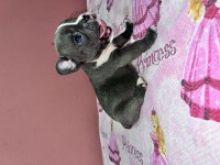 Fransız bulldog bebeklerım