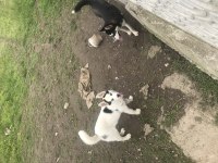 Orjinal Husky safkan