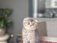 SCOTTISH FOLD AYI SURAT YAVRULARIM 