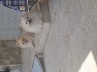 Sevgine zamanına emeğine değecek pomeranian arayanlara