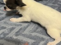 4 aylık erkek şecereli anne babadan chihuahua