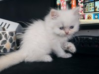 Erkek Blue Eyes British Longhair
