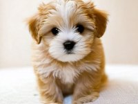 Aşılı Teslime Hazır Maltipoo Yavrular