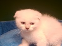 Scottish fold bebeğimiz