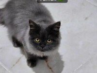 4 aylik erkek british longhair kendisi gibi ismi de Yumak