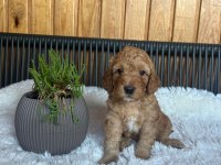 bebeklerimiz yeni yuvalarını arıyor toy poodle