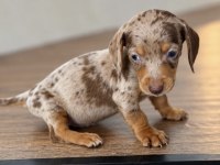Birçok Seçenek İle Dachshund Sosis Bebekler