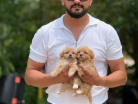 Aşılı Eğitimli Orjinal Premıum Maltipoo