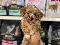 KG GARANTİLİ MALTİPOO YAVRULARIMIZ