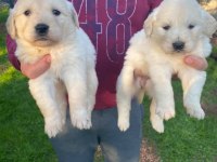 Bebek yüzlü golden retriever köpeklerimiz