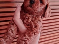 Çok Tatlı Korekan Dişi Poodle Yavrusu