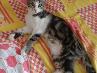 Acil kedi