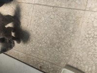 Sahiplendirilecek kedimiz