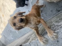 İngiliz cocker köpeğimiz