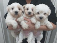 Maltese terrier bebekler