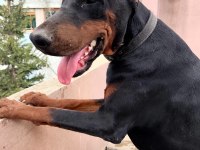 FCİ KİF A şecere dişi erkek köpekler