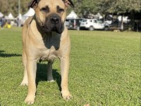 El presa canario puppies