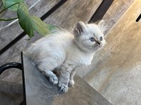 EĞİTİMLİ SAFKAN BRİTİSH POFUDUK YAVRULARIM