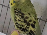 3 yumurtalı genç kurulu hazır çift muhabbet kuşu