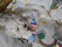 Maltese terrier 52 günlük