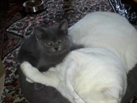 Denizli British Shorthair Dişi