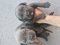Cane Corso Köpeği