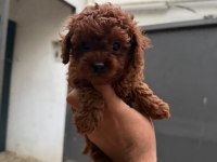 Kısa kuyruk kore dark brown yavrular