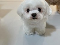 MALTESE YAVRULAR