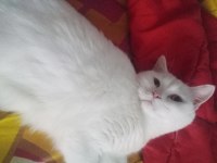7 aylık erkek british shorthair