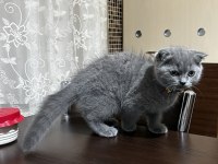 Gri Erkek Yavru Scottish Fold