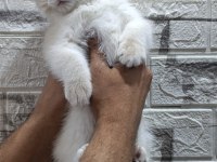 SAFKAN BLUE GOLDEN BRİTİSH SHORTHAİR