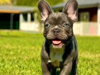 Üst Kalite French Bulldog Yavruları Çiftlikten 