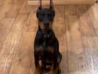 Doberman Sarışın Esmer Farketmez Düşürür