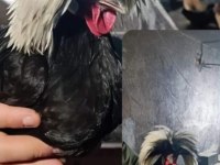 Rahibe Fizan Cinsi Süs Tavukları