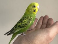 Bebek Muhabbet Kuşu Yeni Yeme Düşmüş