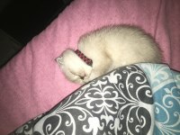 Scottish fold miniğimi sahiplenmek isteyen