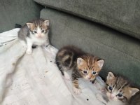 30 günlük Neva kedisi Rus Neva