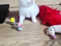 British shorthair beyaz golden point