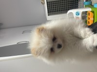 Pomeranian boo köpeğimiz