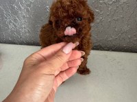 Micro Teacup KOREAN DARK BROWN Poodle yavrularımız