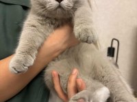 4 aylık Safkan British Shorthair Erkek Yavru