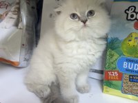 Scottish Fold Erkek